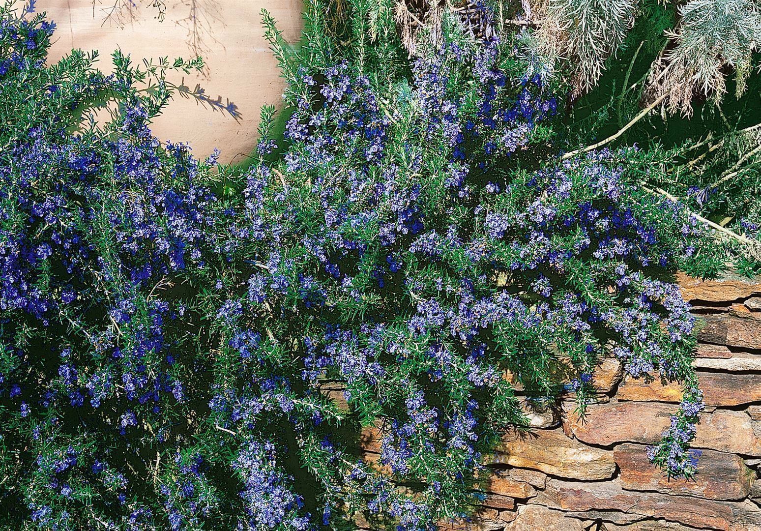Rosmarinus officinalis 'Corsican Blue', Rosmarin, blau, ca. 9x9 cm Topf - Bild 1