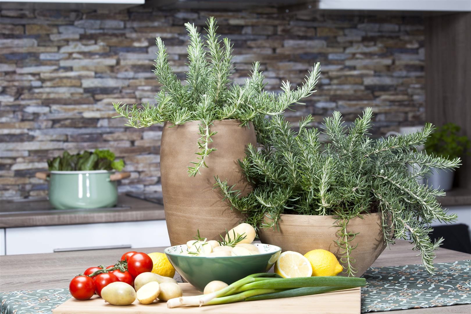 Rosmarinus officinalis 'Prostratus', kriechender Rosmarin, ca. 9x9 cm Topf - Bild 1