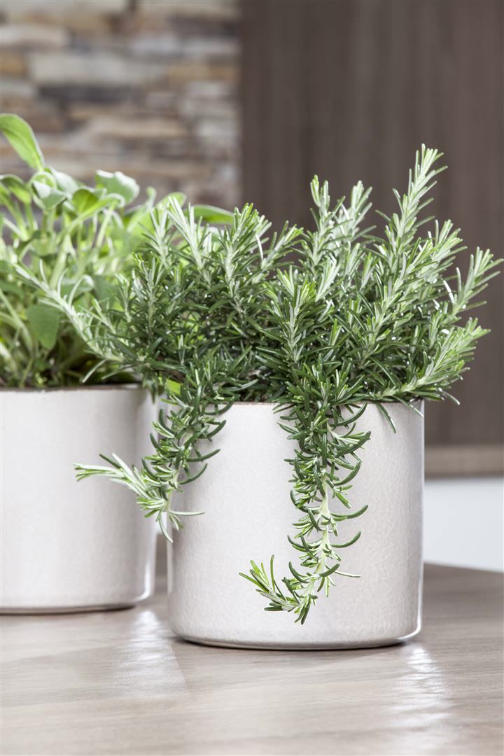 Rosmarinus officinalis 'Prostratus', kriechender Rosmarin, ca. 9x9 cm Topf  online kaufen bei Netto