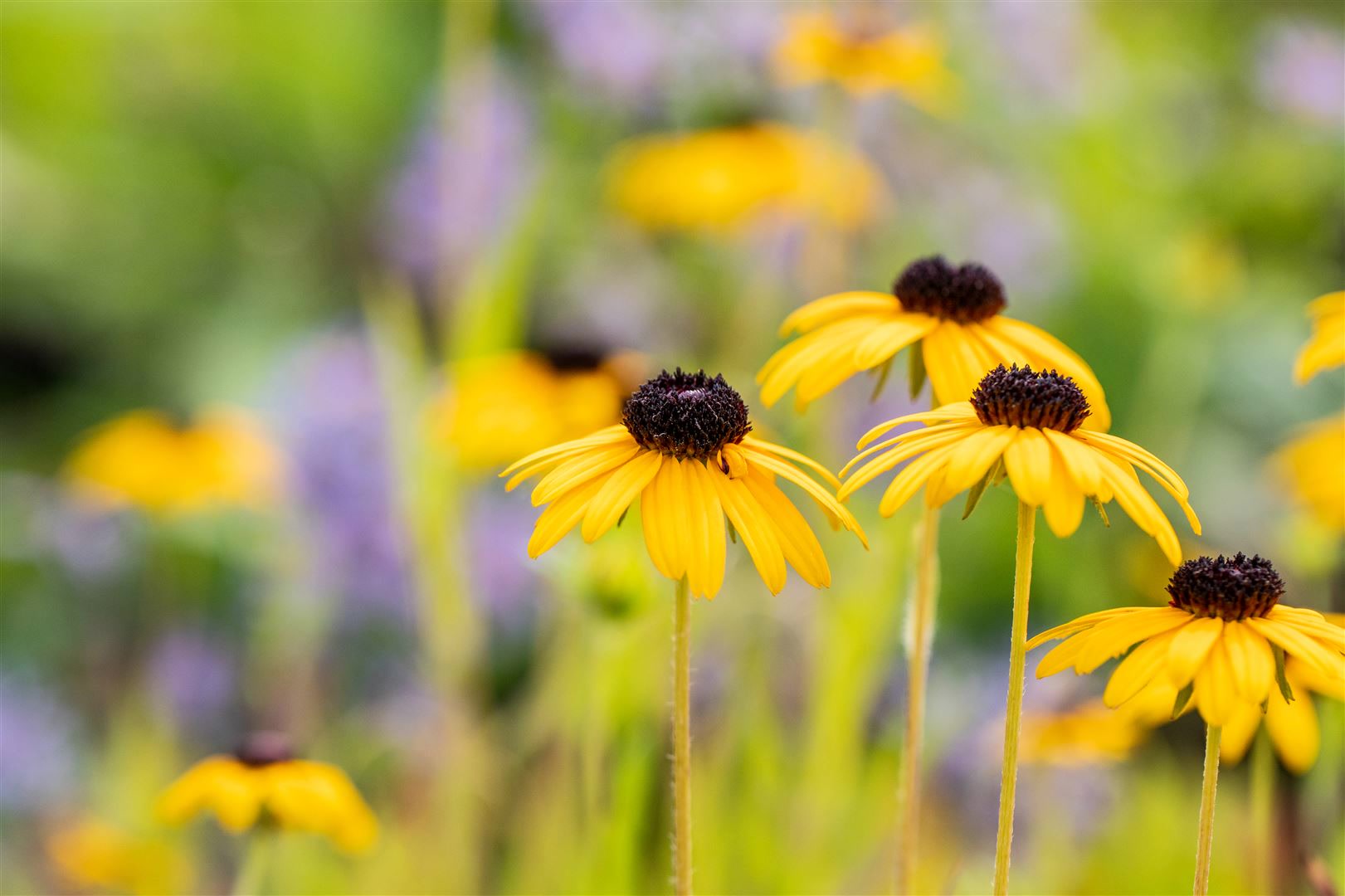 Rudbeckia fulgida var. speciosa, Sonnenhut, gelb, ca. 9x9 cm Topf - Bild 1
