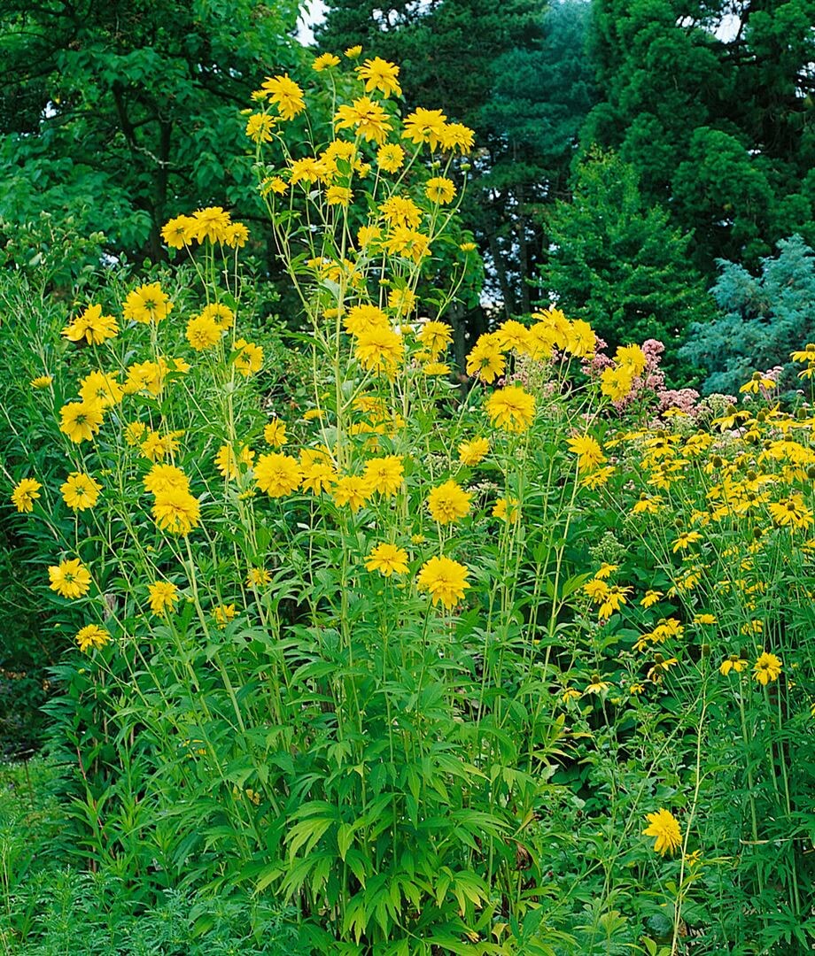 Rudbeckia laciniata 'Goldquelle', Sonnenhut, gelb, ca. 9x9 cm Topf - Bild 1