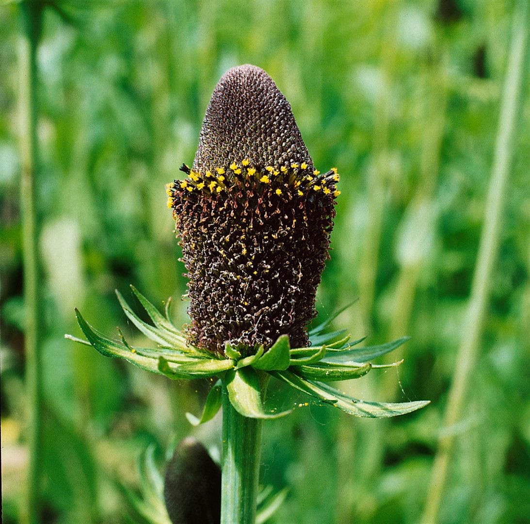 Rudbeckia occidentalis 'Green Wizard', schwarz-gr&uuml;n, ca. 9x9 cm Topf - Bild 1