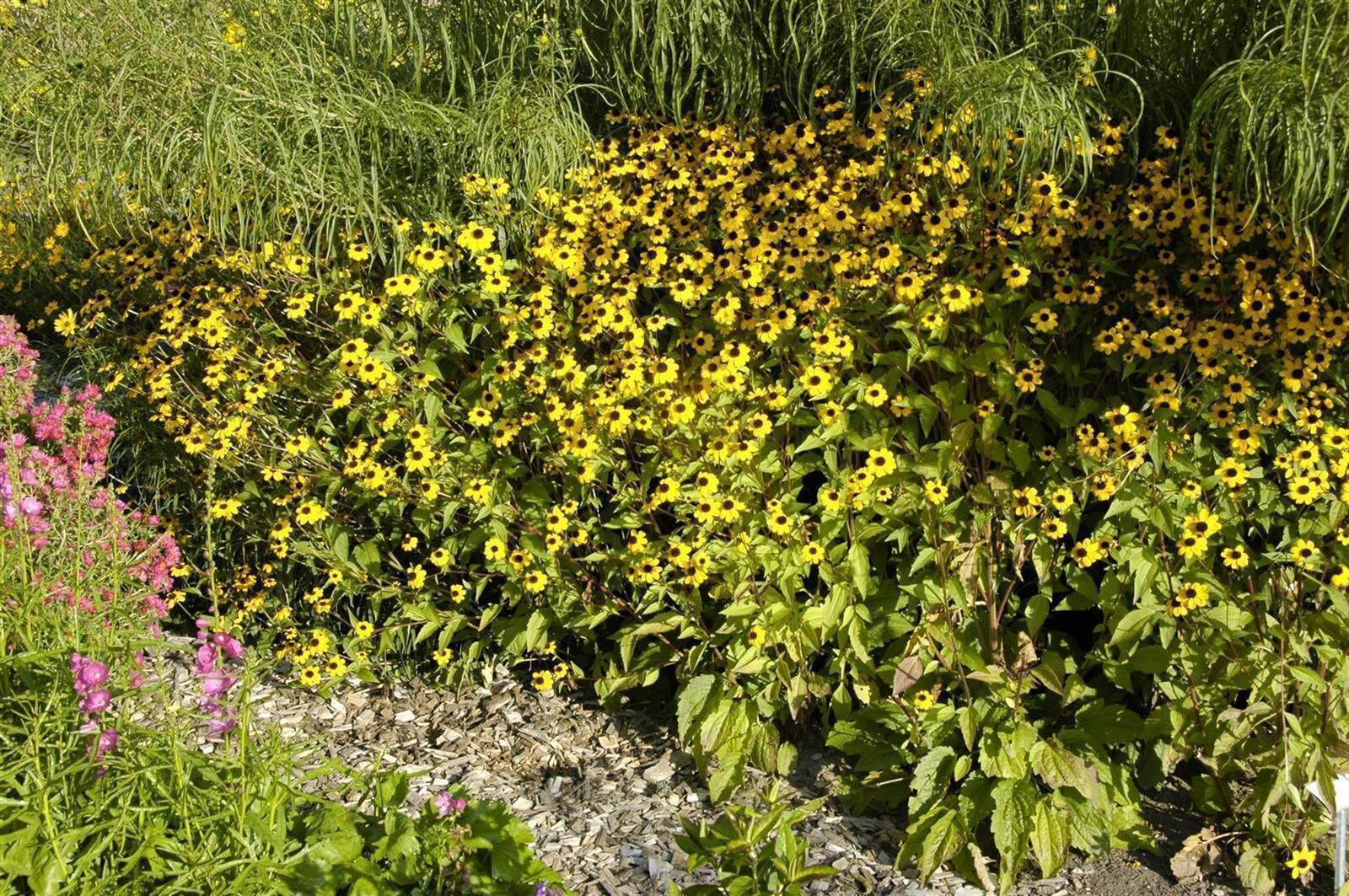 Rudbeckia triloba, Dreilappiger Sonnenhut, gelb, ca. 9×9 cm Topf | 04063654309857