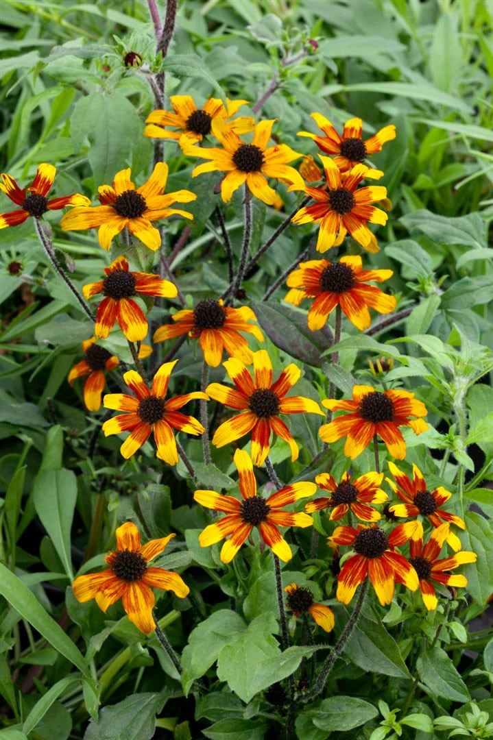 Rudbeckia triloba 'Prairie Glow', gelb-orange, ca. 9x9 cm Topf - Bild 1