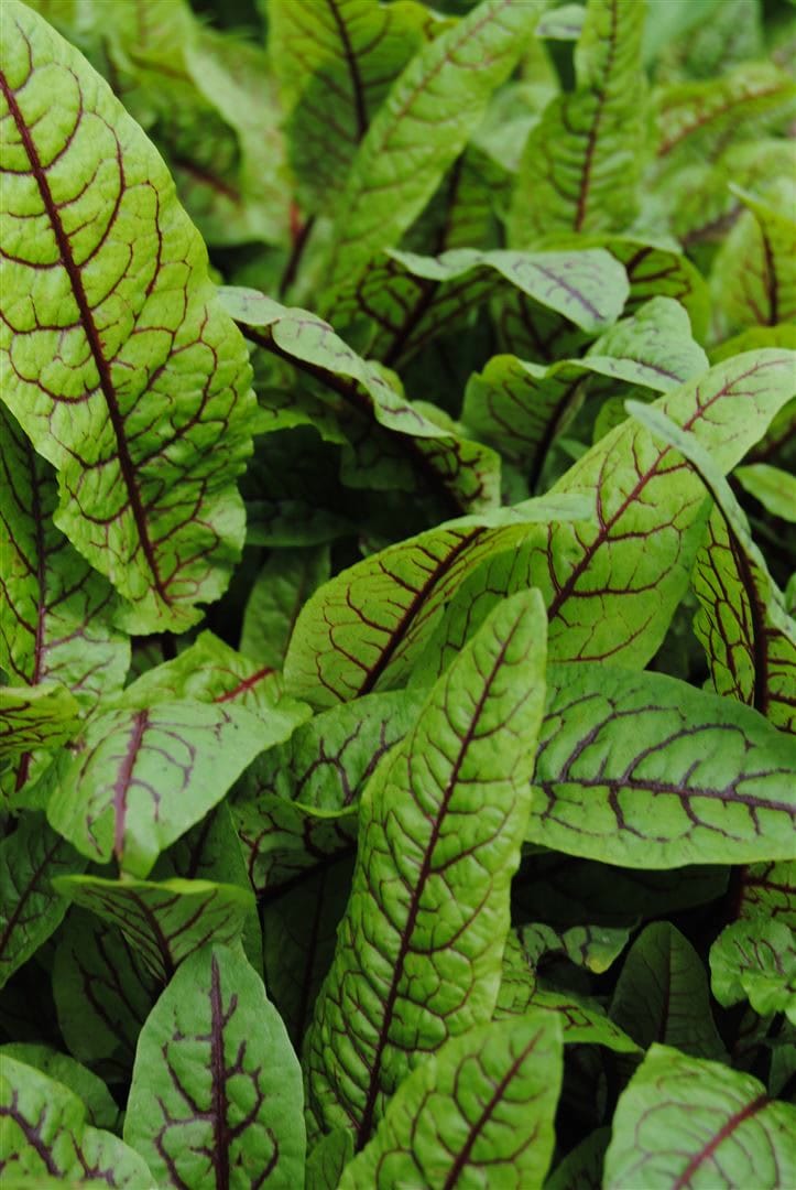 Rumex sanguineus var. sanguineus, Blutampfer, ca. 9x9 cm Topf - Bild 1