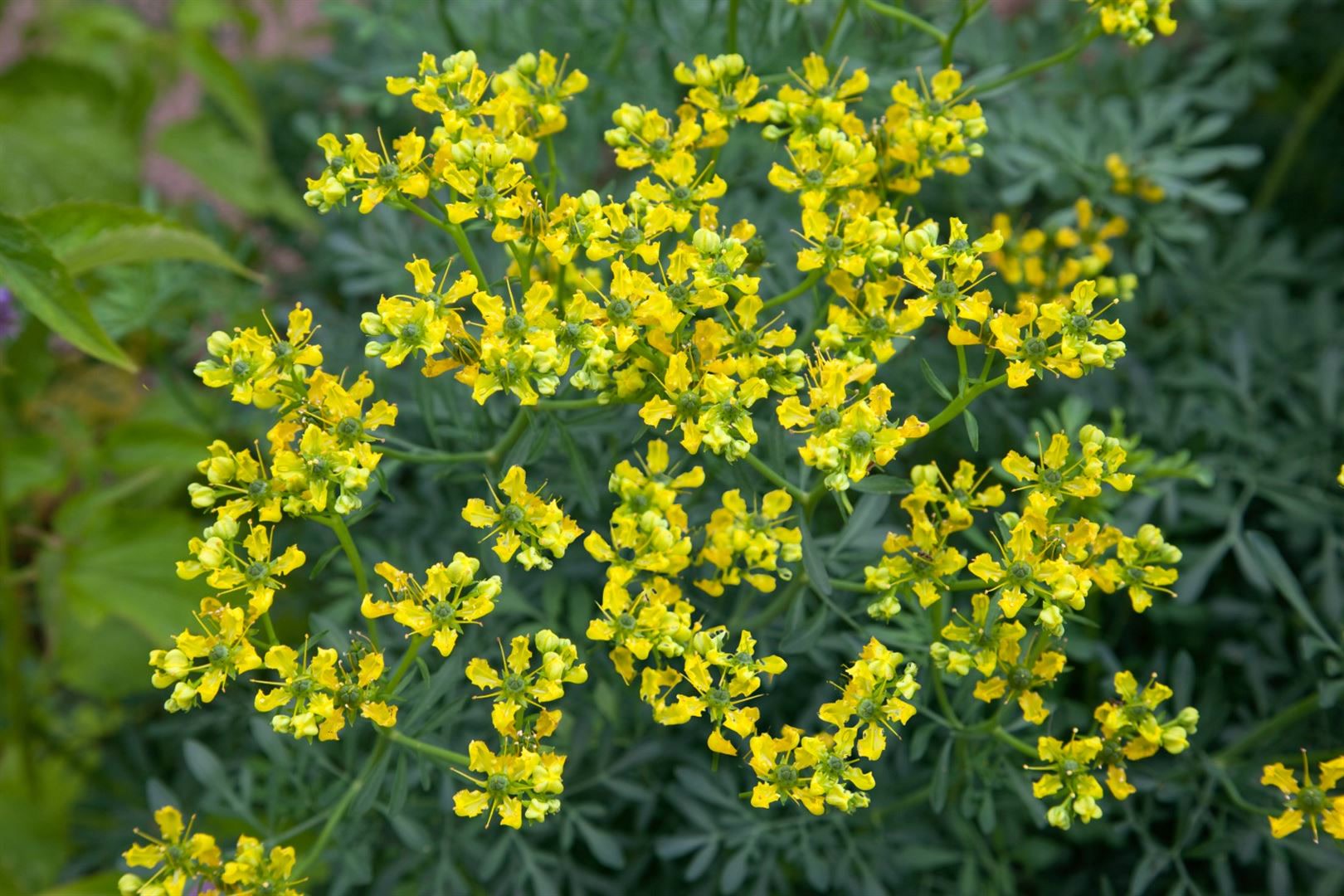 Ruta graveolens, Weinraute, aromatisch, ca. 9x9 cm Topf - Bild 1