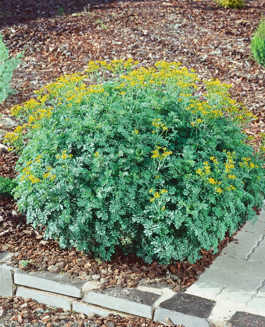 Ruta graveolens 'Jackman's Blue', Weinraute, blaugr&uuml;n, ca. 9x9 cm Topf - Bild 1