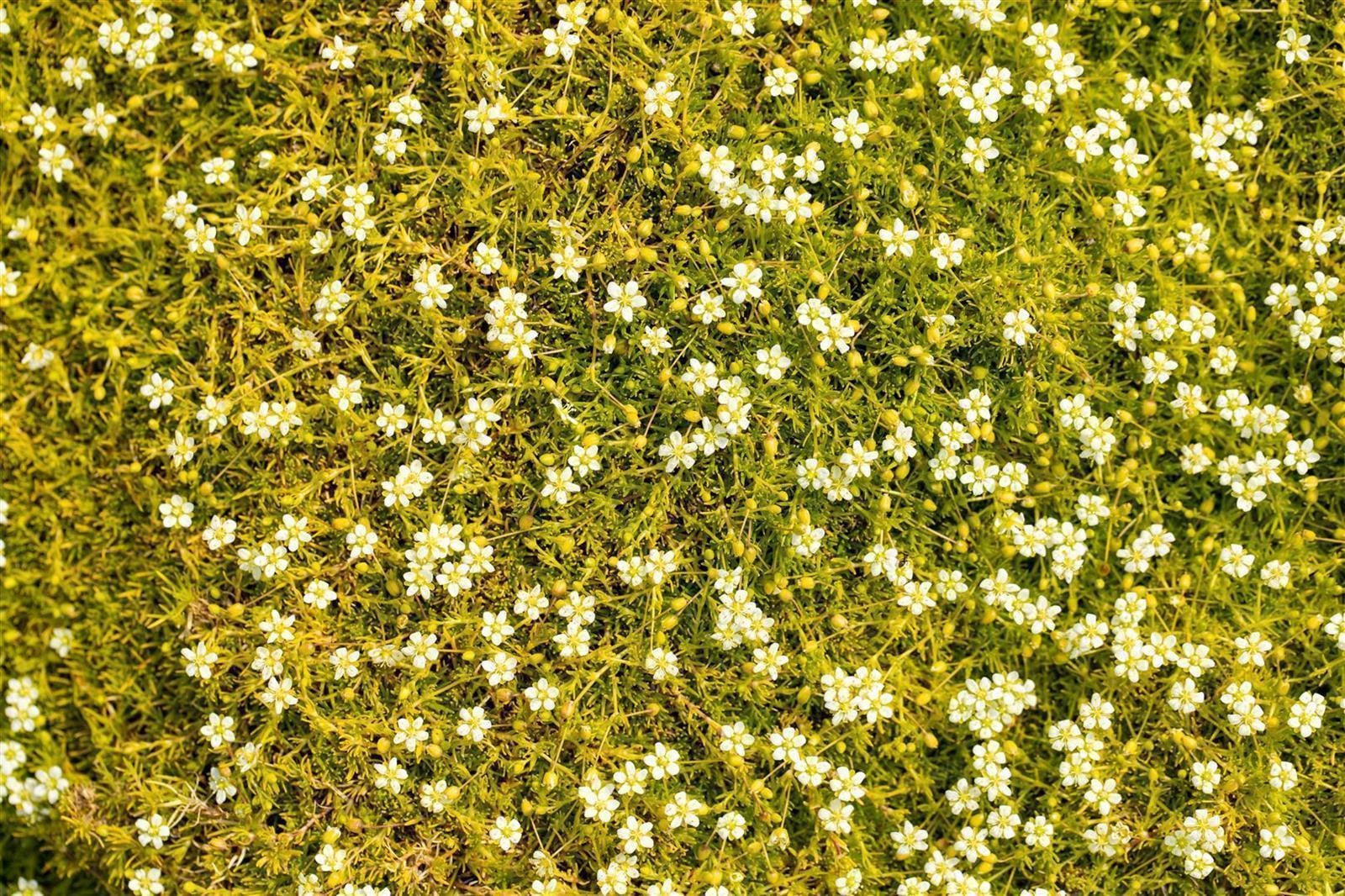 Sagina subulata 'Aurea', Moos-Steinbrech, goldgr&uuml;n, ca. 9x9 cm Topf - Bild 1