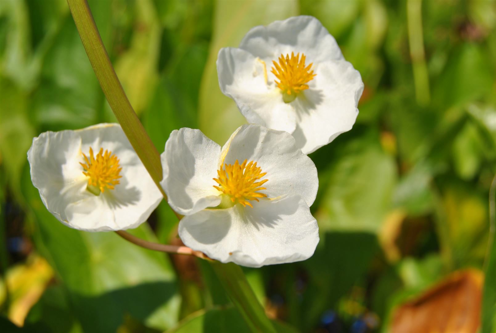Sagittaria latifolia, Pfeilkraut, ca. 9x9 cm Topf - Bild 1