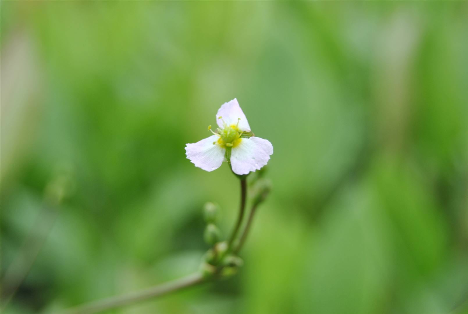 Sagittaria sagittifolia ssp. sagittifolia, Pfeilkraut, ca. 9x9 cm Topf - Bild 1