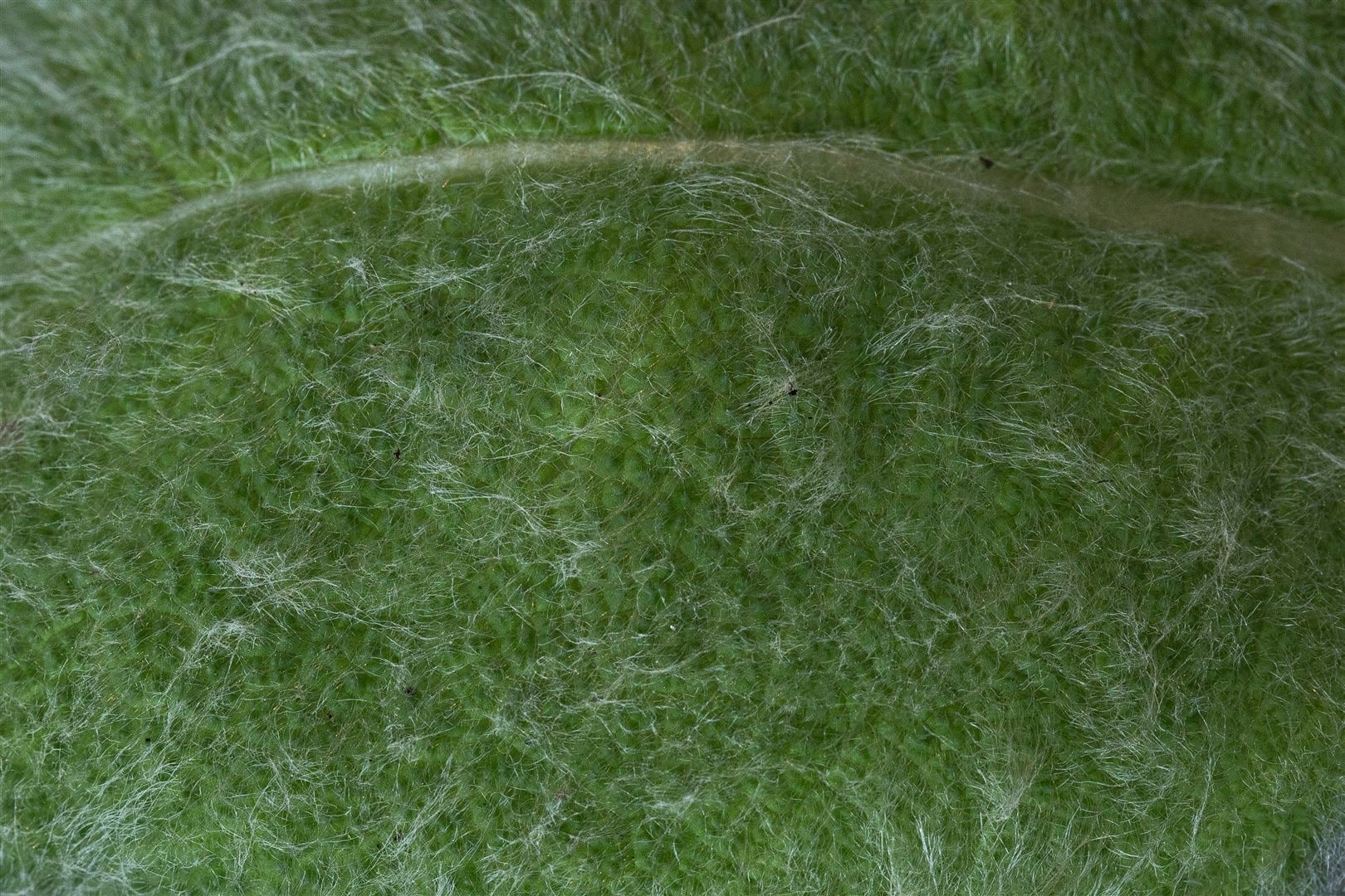 Salvia argentea, Silber-Salbei, ca. 9x9 cm Topf, silbrig-grau - Bild 1