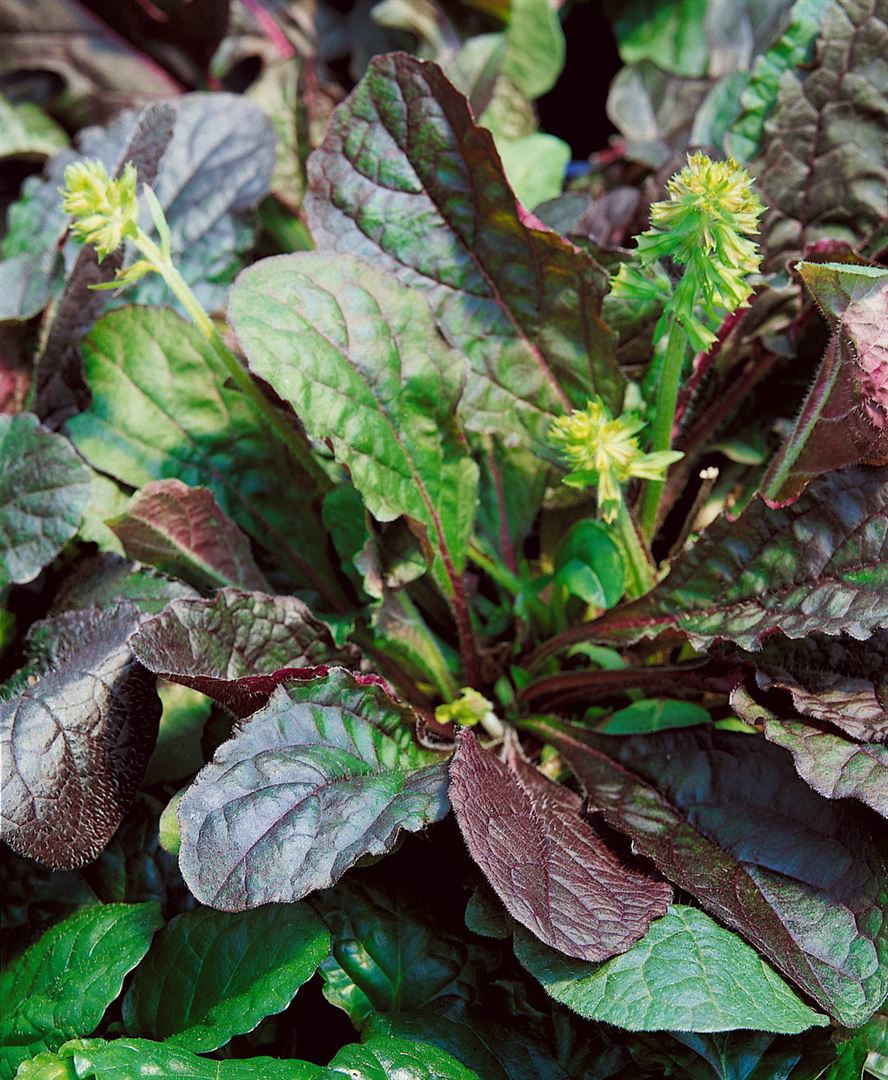 Salvia lyrata 'Purple Knockout', Ziersalbei, purpur, ca. 9x9 cm Topf - Bild 1