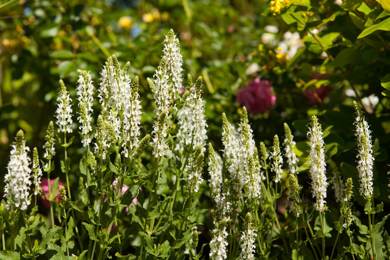 Salvia nemorosa 'Schneeh&uuml;gel', Steppensalbei, wei&szlig;, ca. 9x9 cm Topf - Bild 1