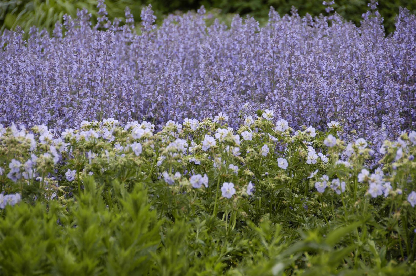 Salvia nemorosa 'T&auml;nzerin', Steppensalbei, violett, ca. 9x9 cm Topf - Bild 1