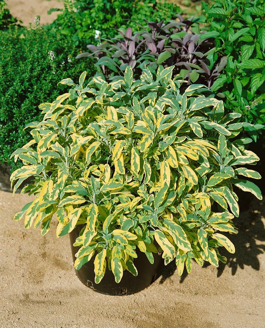 Salvia officinalis 'Aurea', Gold-Salbei, buntlaubig, ca. 9x9 cm Topf - Bild 1