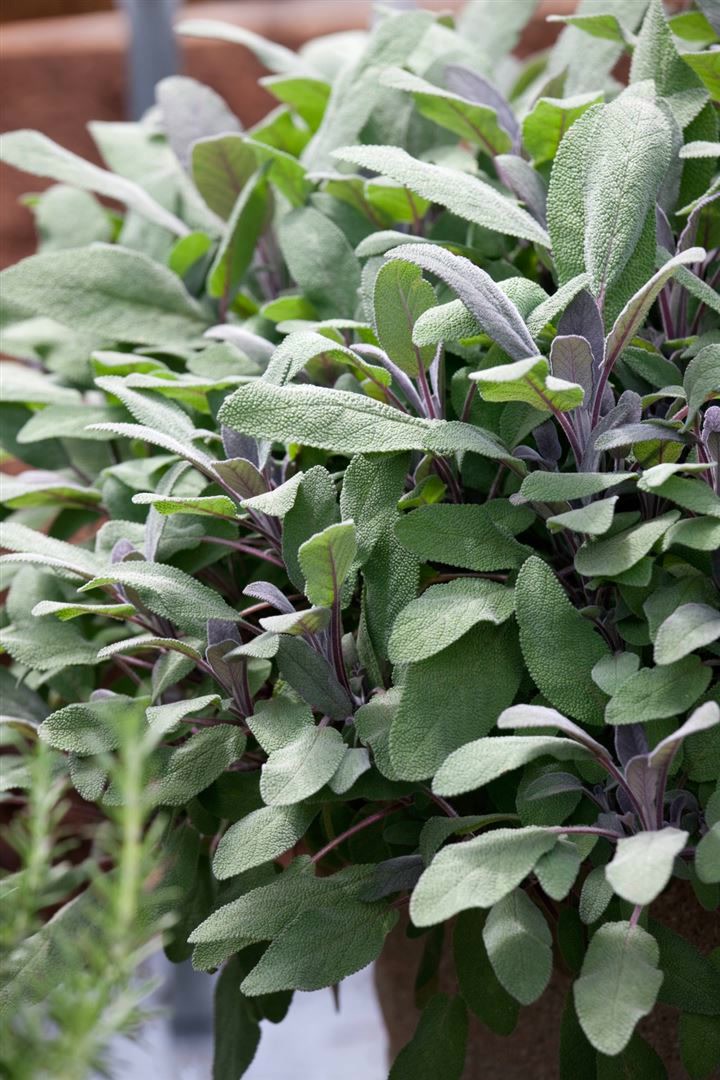 Salvia officinalis 'Purpurascens', Purpursalbei, ca. 9x9 cm Topf - Bild 1