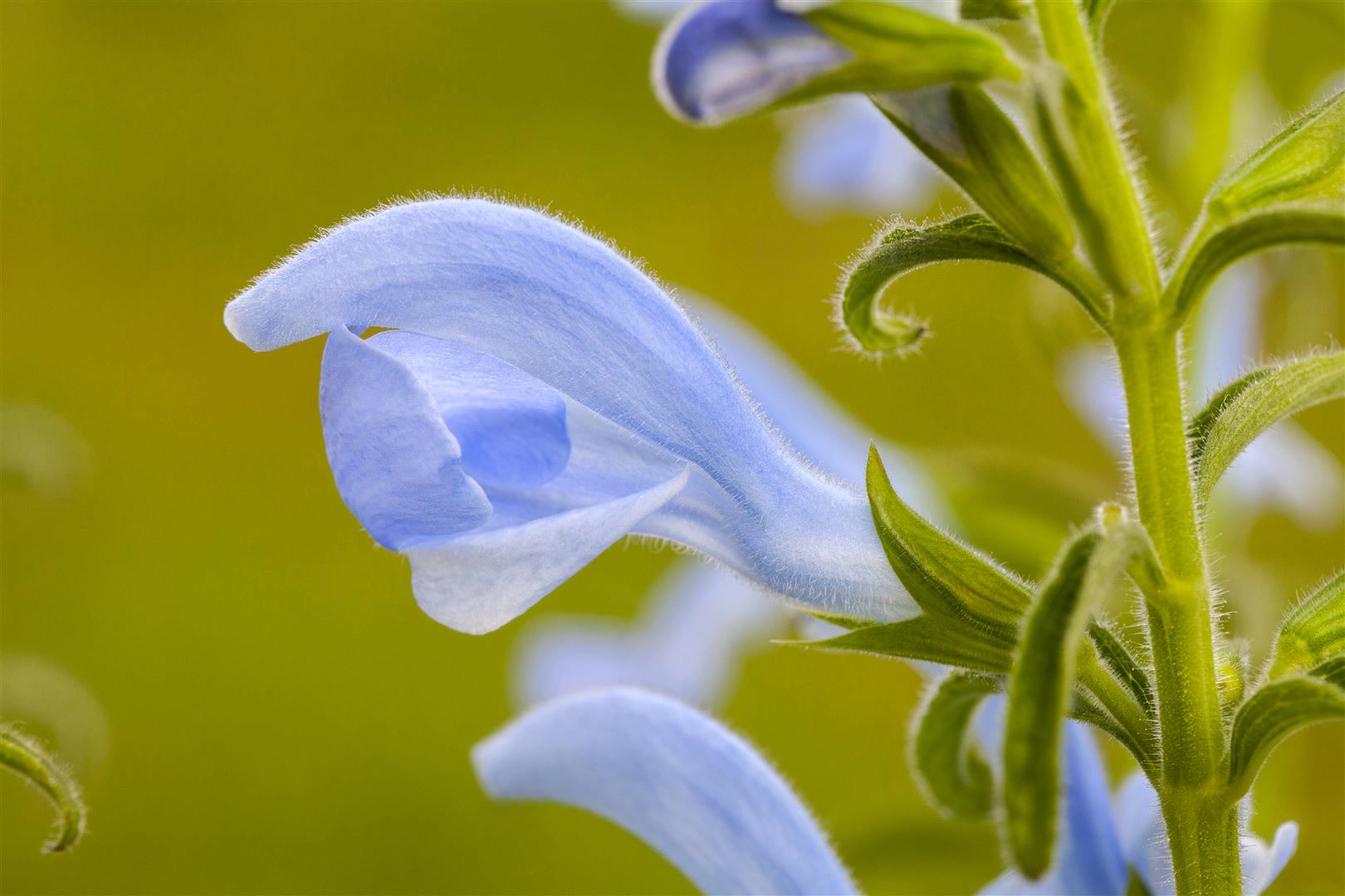 Salvia pratensis, Wiesensalbei, violett, ca. 9x9 cm Topf - Bild 1
