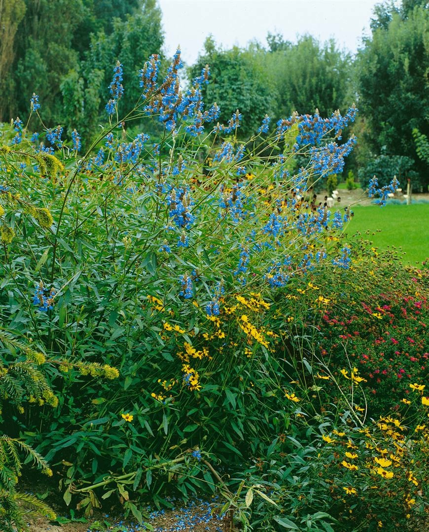 Salvia uliginosa, Himmelsblauer Salbei, ca. 9x9 cm Topf - Bild 1