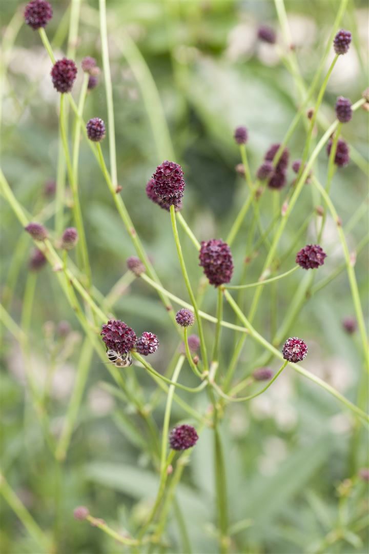 Sanguisorba officinalis, Gro&szlig;er Wiesenknopf, ca. 9x9 cm Topf - Bild 1