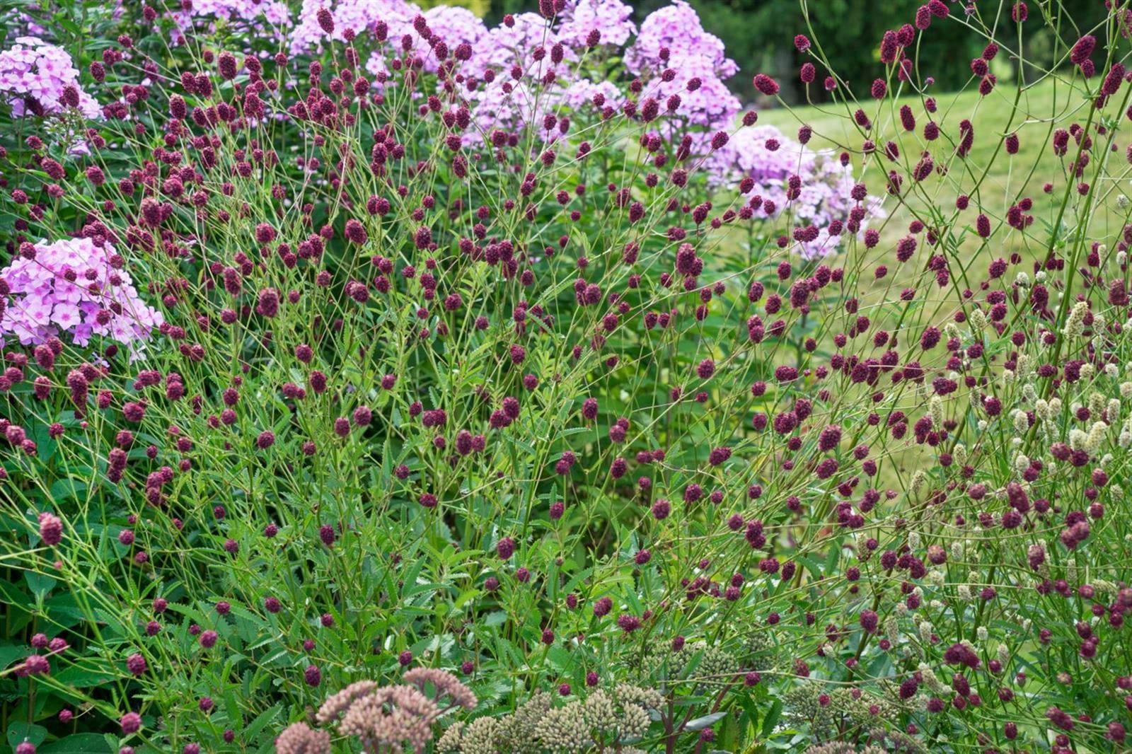 Sanguisorba officinalis 'Pink Tanna', Wiesenknopf, rosa, ca. 9x9 cm Topf - Bild 1