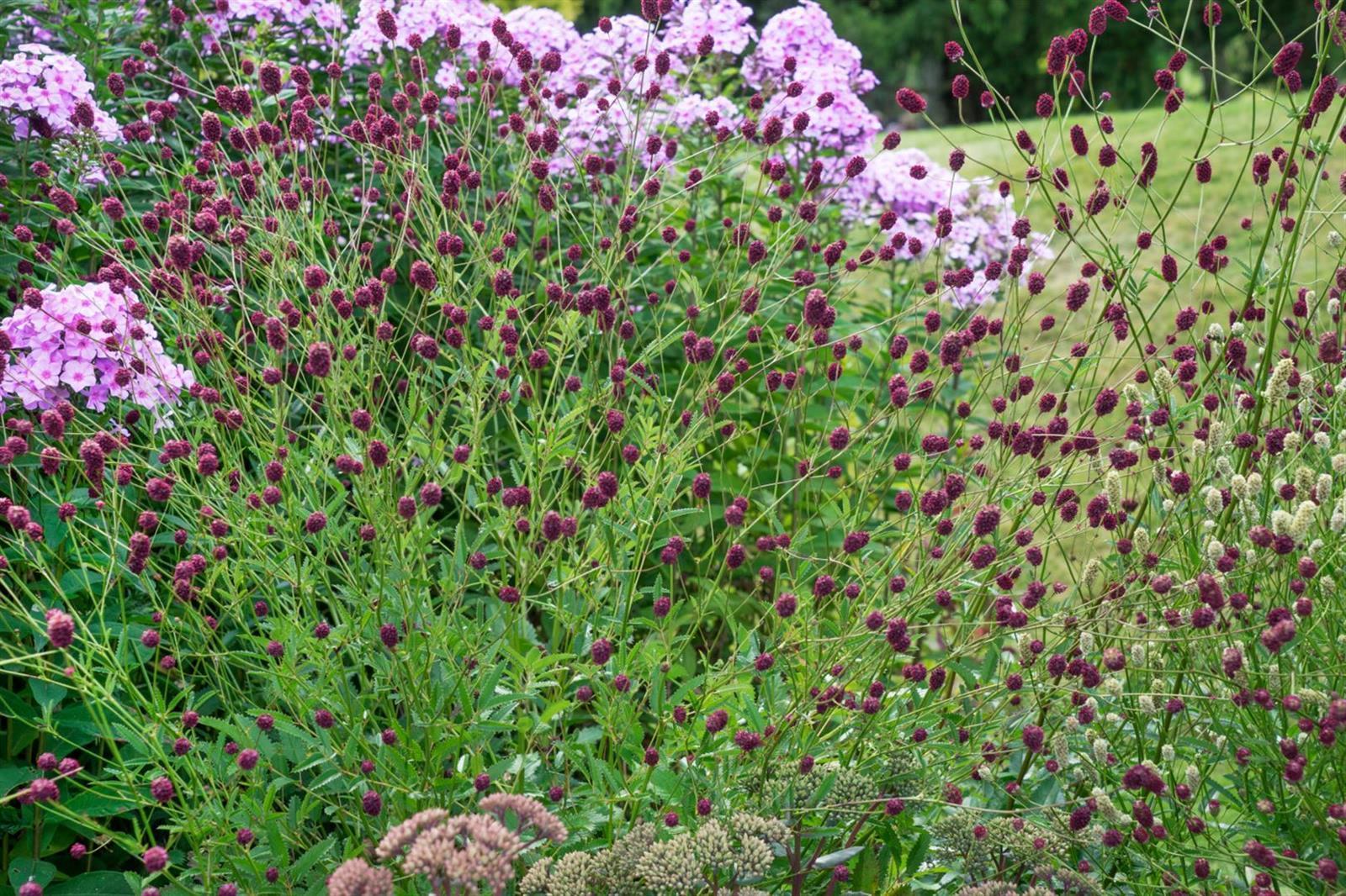Sanguisorba officinalis 'Tanna', Wiesenknopf, rot, ca. 9x9 cm Topf - Bild 1