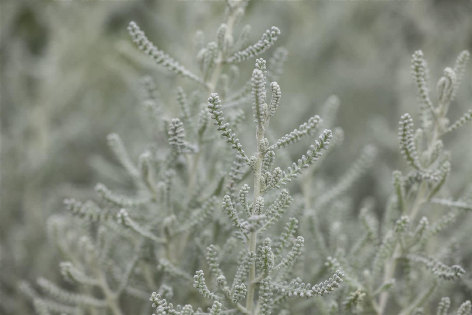 Santolina chamaecyparissus, Heiligenkraut, silbergrau, ca. 9x9 cm Topf - Bild 1