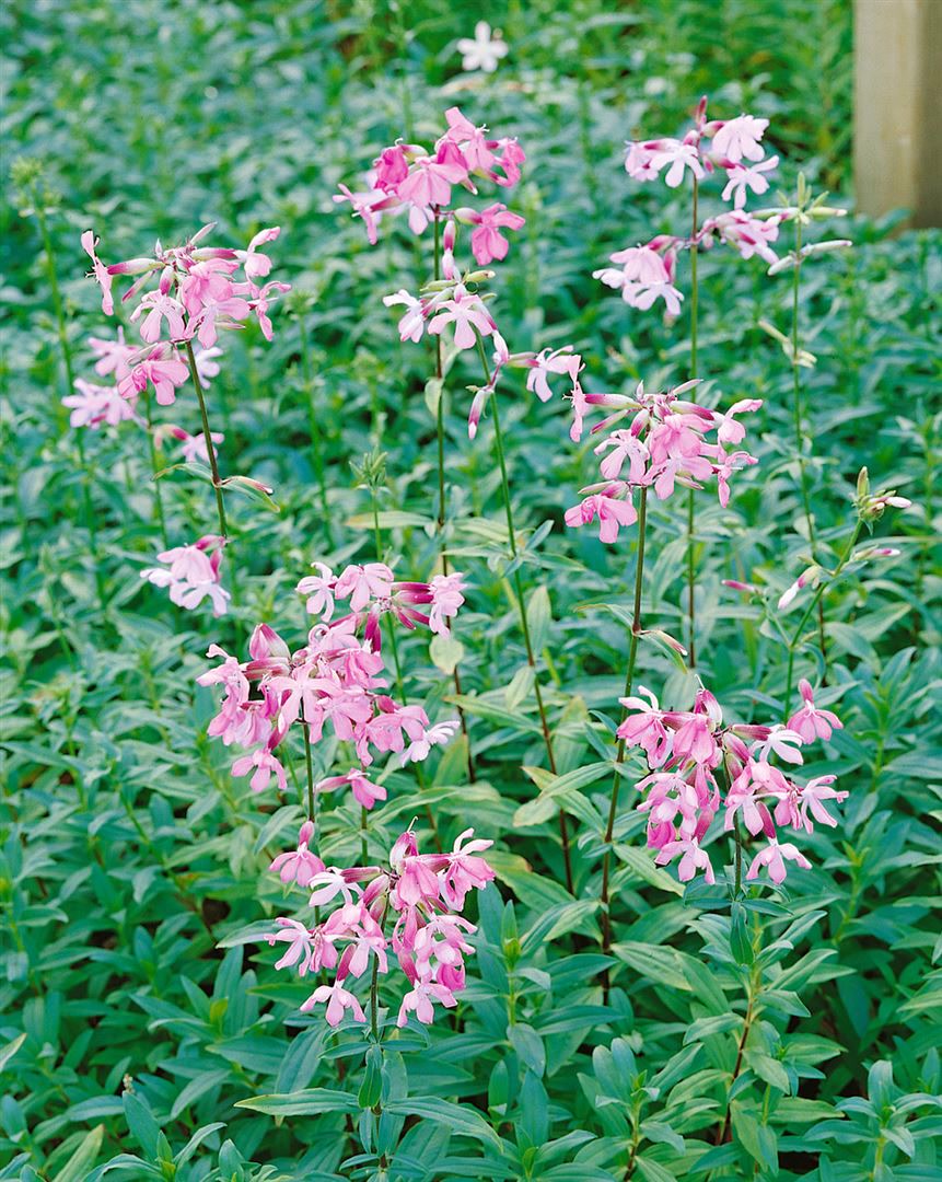 Saponaria officinalis, Seifenkraut, rosa Bl&uuml;ten, ca. 9x9 cm Topf - Bild 1