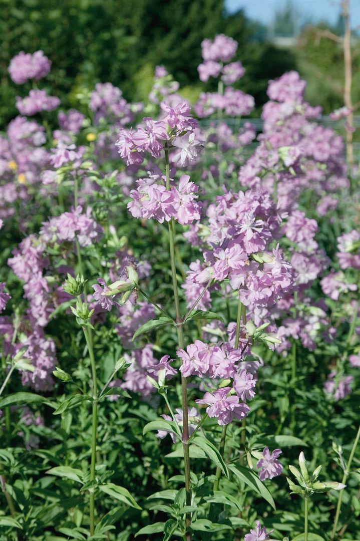 Saponaria officinalis 'Plena', Seifenkraut, gef&uuml;llt, ca. 9x9 cm Topf - Bild 1