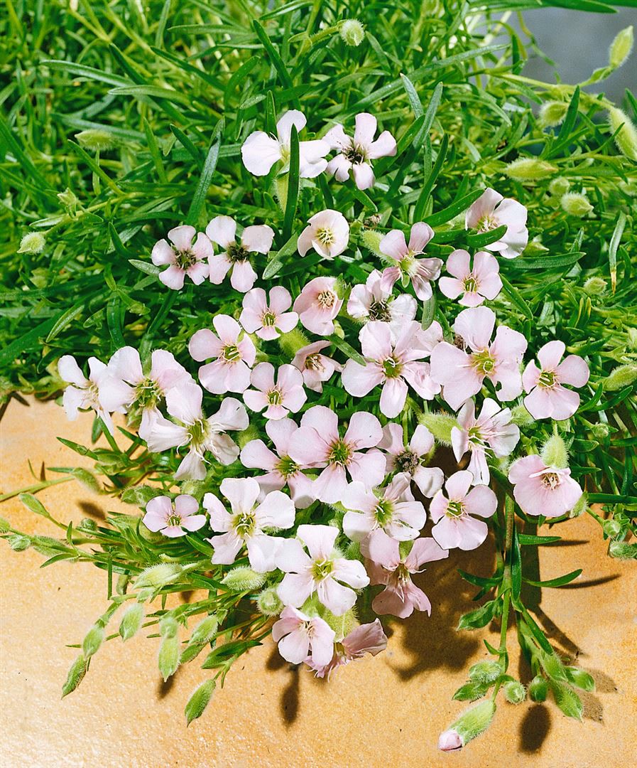 Saponaria x olivana, Seifenkraut, rosa Bl&uuml;ten, ca. 9x9 cm Topf - Bild 1