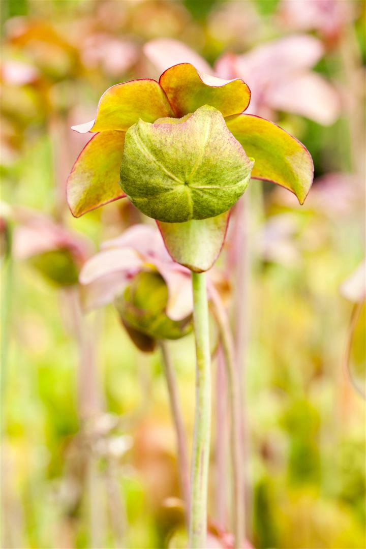 Sarracenia purpurea, Schlauchpflanze, rot-gr&uuml;n, ca. 9x9 cm Topf - Bild 1
