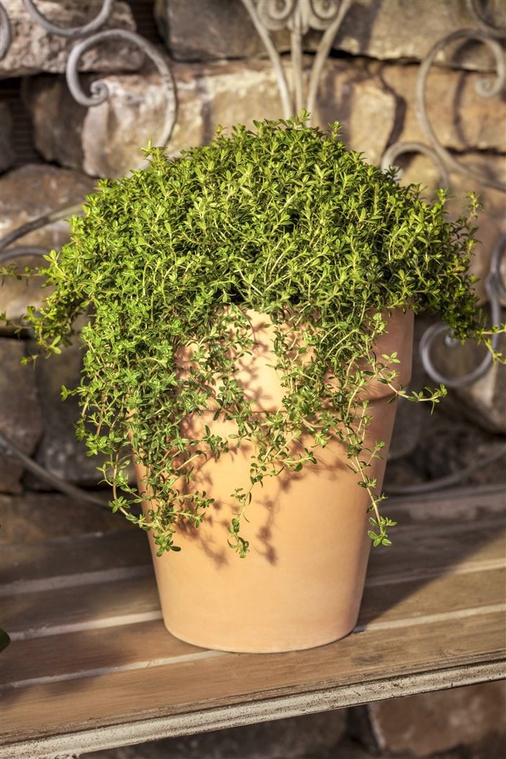 Satureja montana ssp. montana, Bergbohnenkraut, ca. 9x9 cm Topf - Bild 1