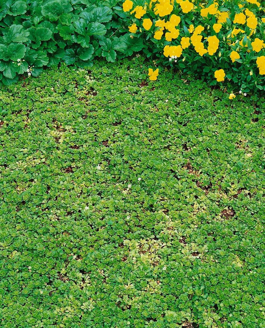 Saxifraga cuneifolia, Steinbrech, ca. 9x9 cm Topf - Bild 1
