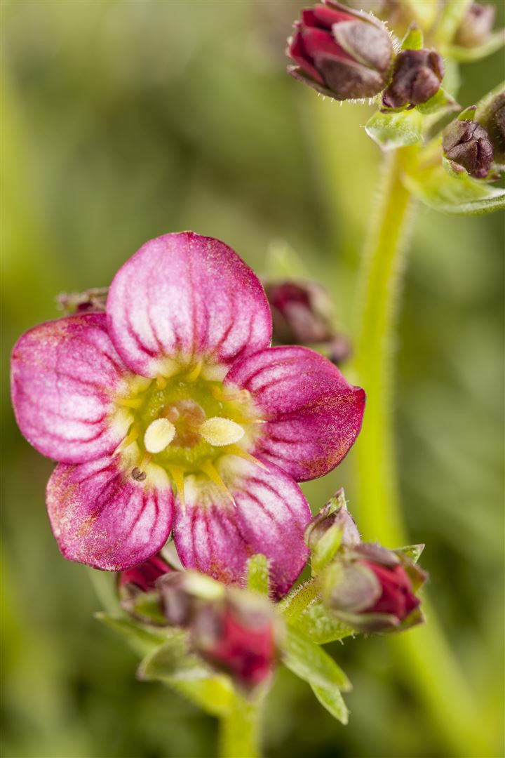 Saxifraga x arendsii 'Harder Zwerg', Moos-Steinbrech, ca. 9x9 cm Topf - Bild 1