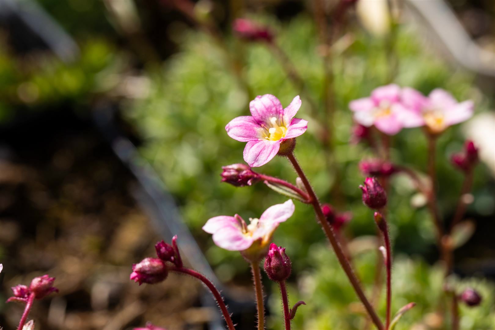Saxifraga x arendsii 'Silver Cushion', Polster-Steinbrech, ca. 9x9 cm Topf - Bild 1