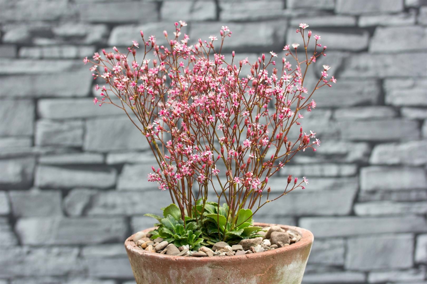 Saxifraga x urbium 'Clarence Elliott', Steinbrech, ca. 9x9 cm Topf - Bild 1