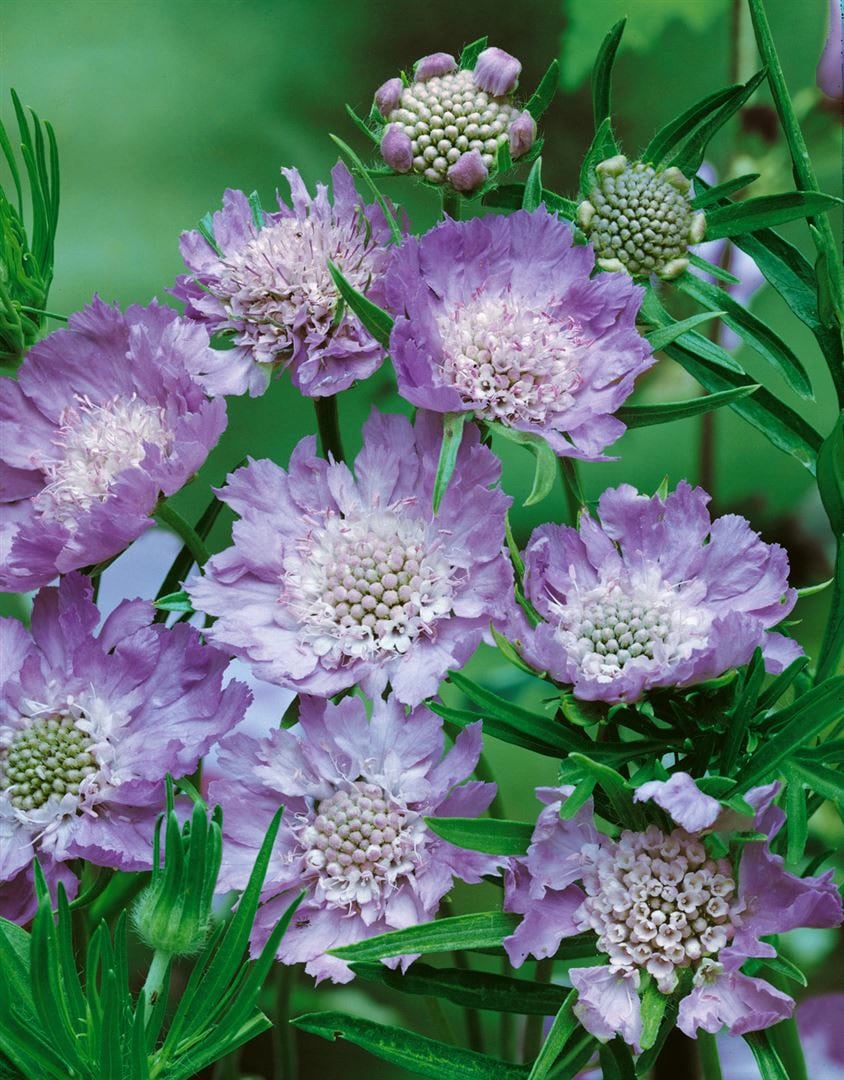 Scabiosa caucasica 'Perfecta', Skabiose, hellblau, ca. 9x9 cm Topf - Bild 1