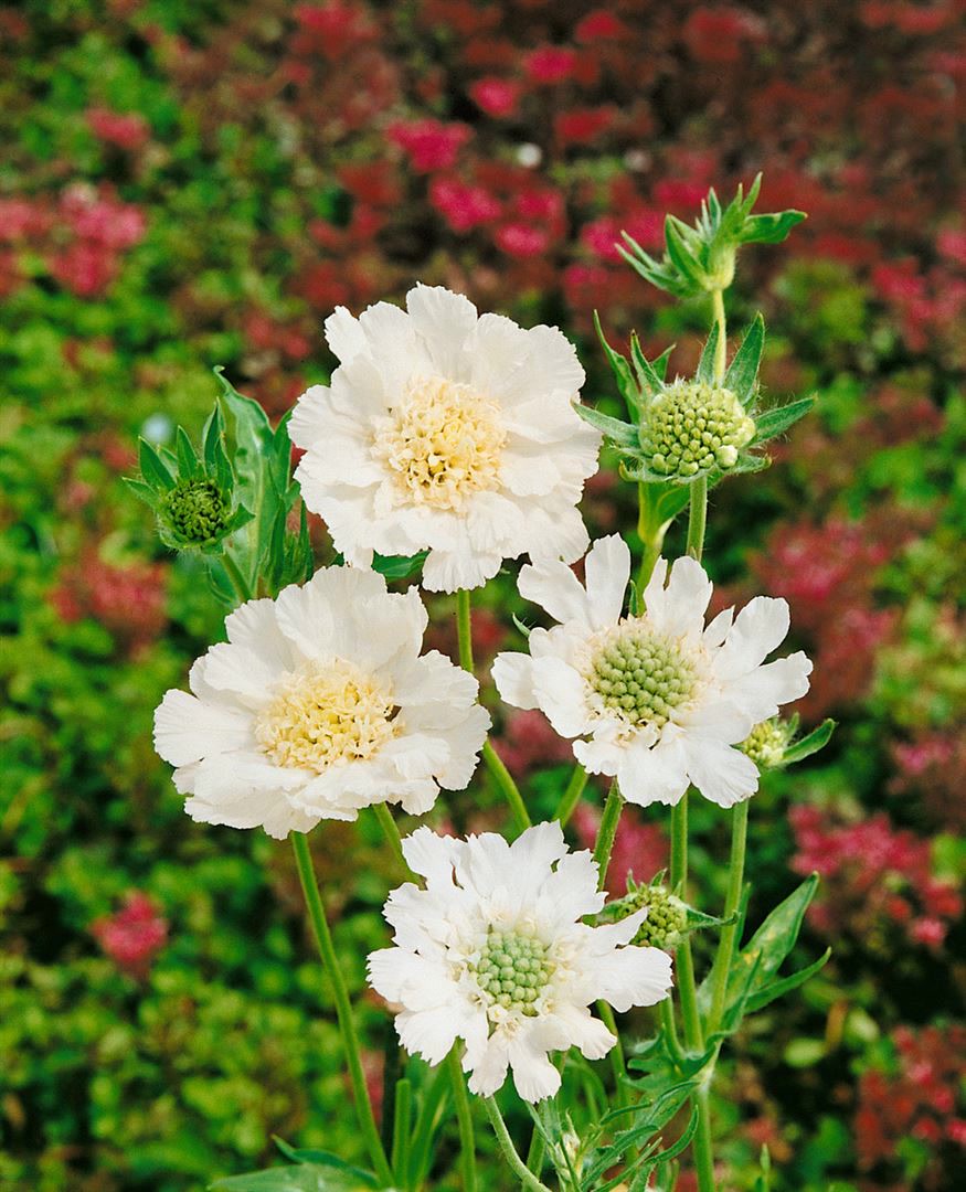 Scabiosa caucasica 'Perfecta Alba', Skabiose, wei&szlig;, ca. 9x9 cm Topf - Bild 1