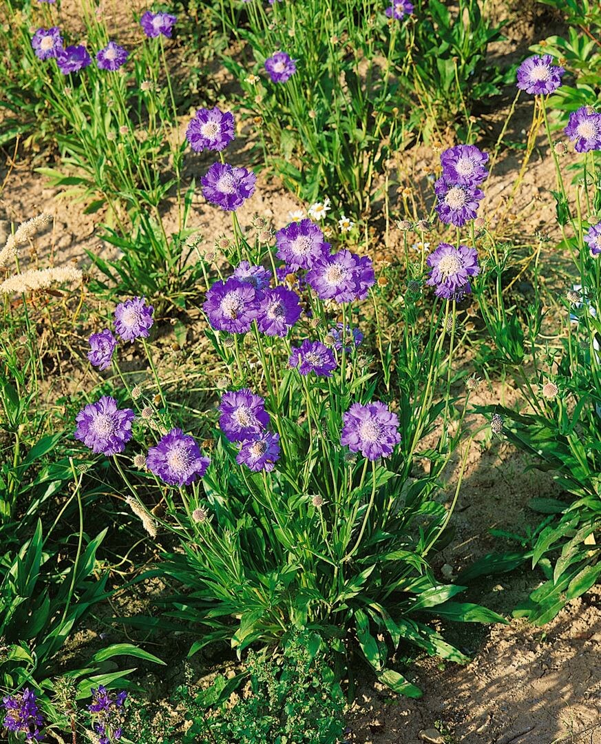 Scabiosa caucasica 'St&auml;fa', Skabiose, hellblau, ca. 9x9 cm Topf - Bild 1