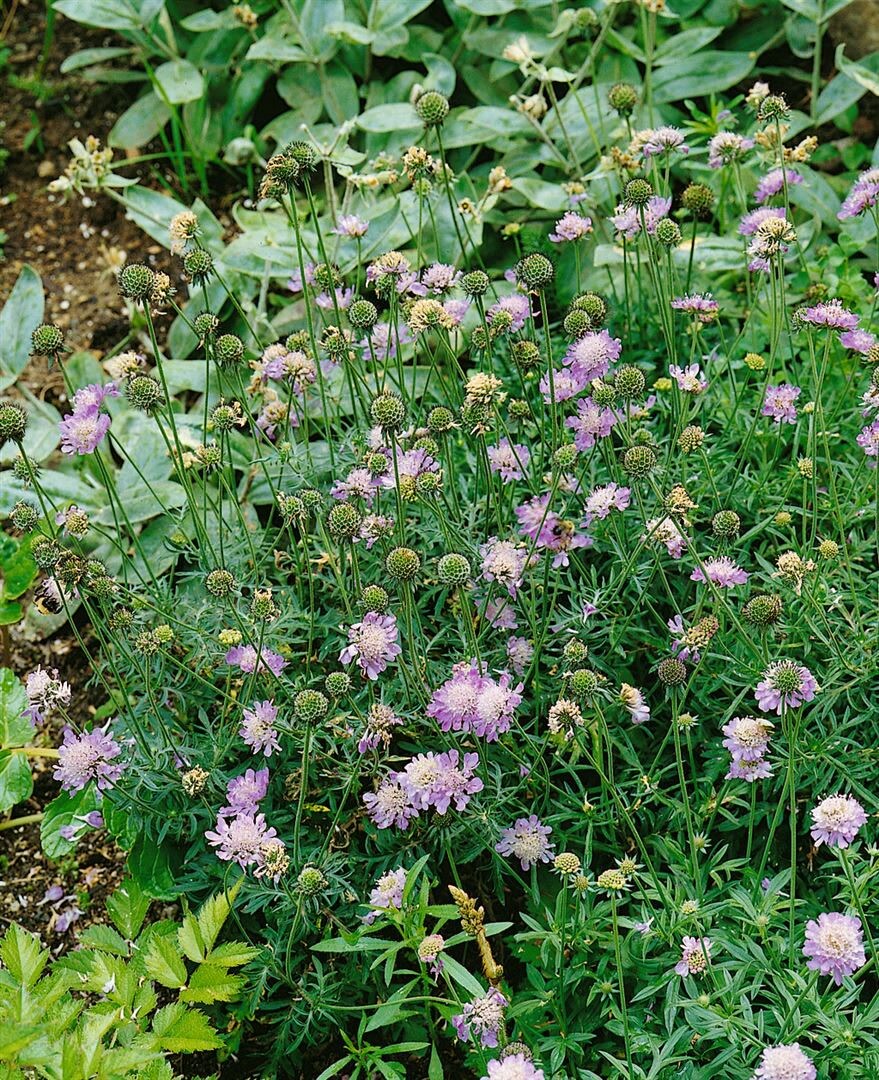 Scabiosa columbaria 'Nana', Taubenskabiose, blau, ca. 9x9 cm Topf - Bild 1