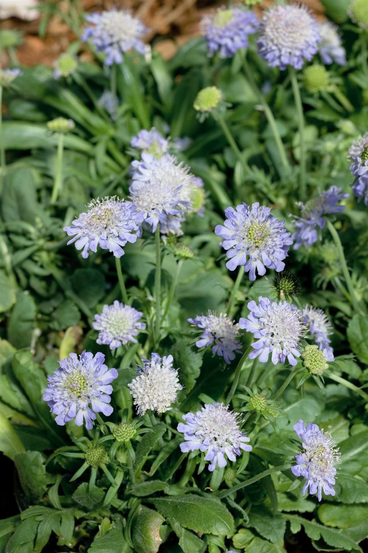 Scabiosa japonica var.alpina, Skabiose, zartblau, ca. 9x9 cm Topf - Bild 1