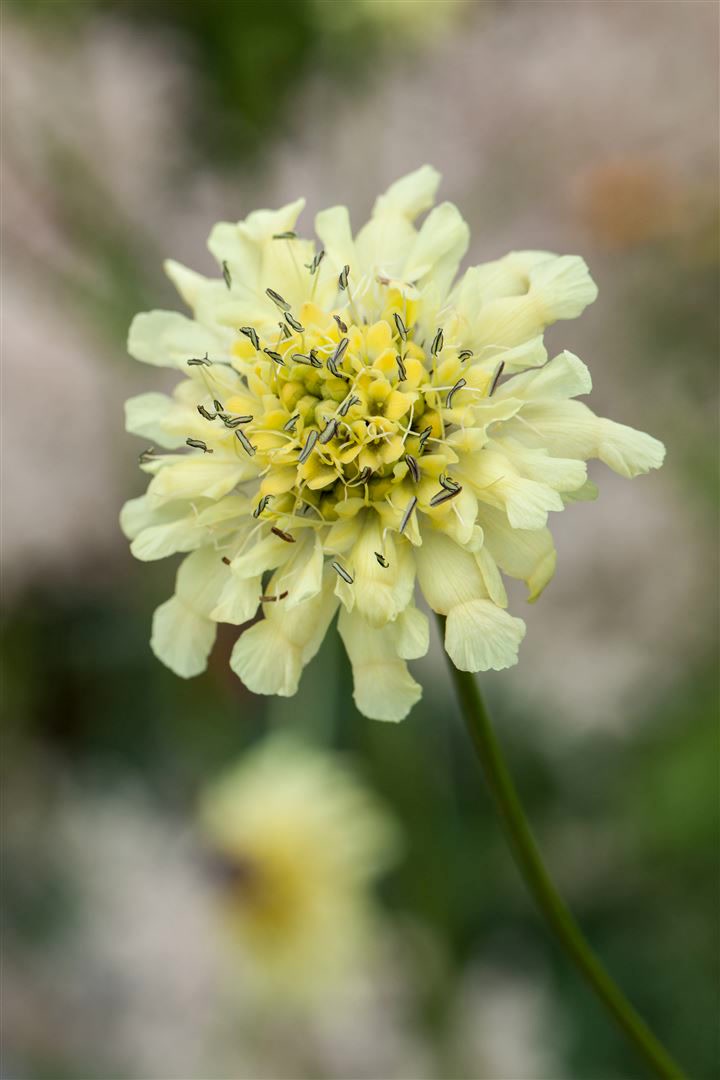 Scabiosa ochroleuca, Gelbe Skabiose, ca. 9x9 cm Topf - Bild 1