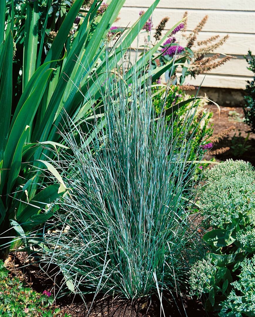 Schizachyrium scoparium, Pr&auml;riegras, ca. 9x9 cm Topf, zierlich - Bild 1