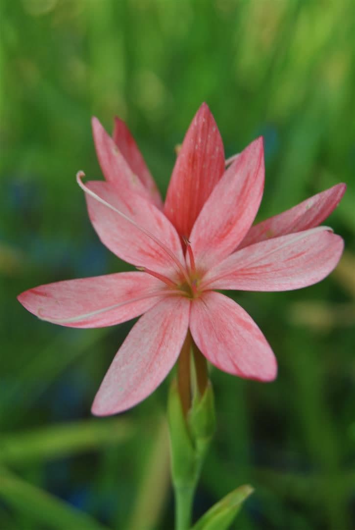 Schizostylis coccinea, Scharlach-Kaffernlilie, rot, ca. 9x9 cm Topf - Bild 1
