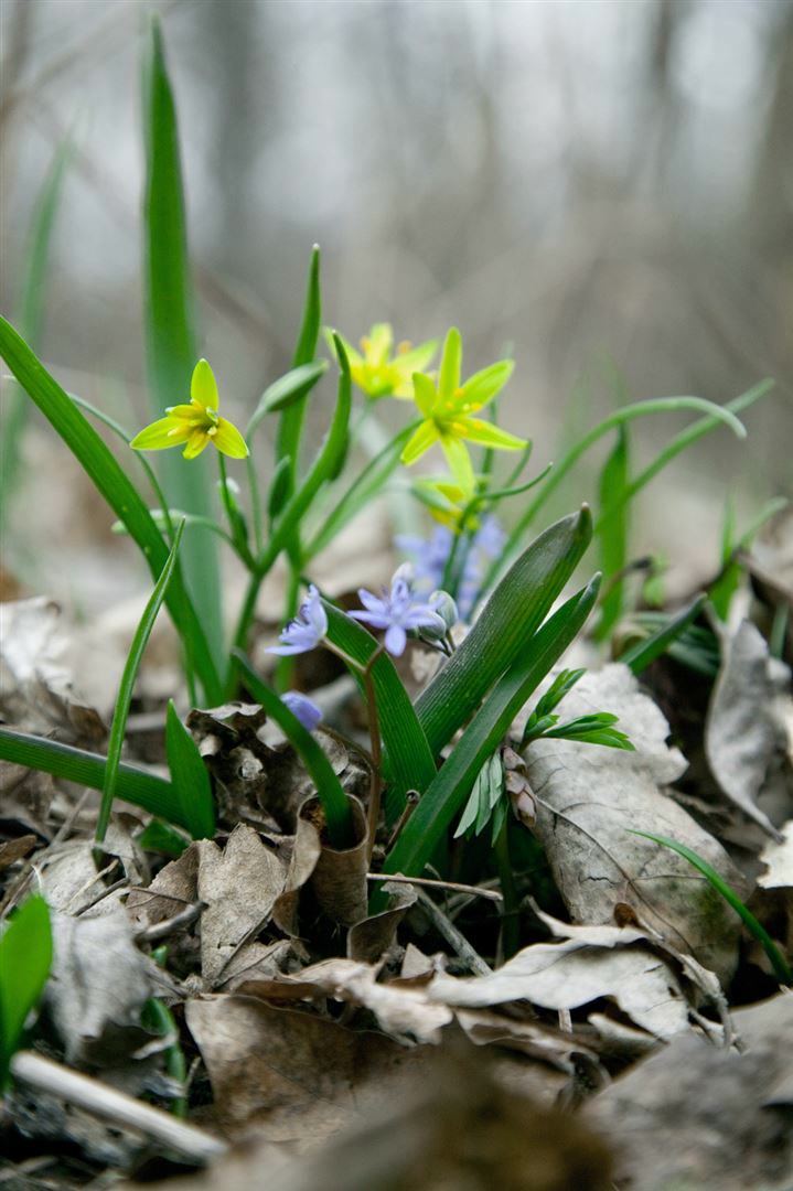 Scilla bifolia, Zweibl&auml;ttriger Blaustern, blau, ca. 9x9 cm Topf - Bild 1