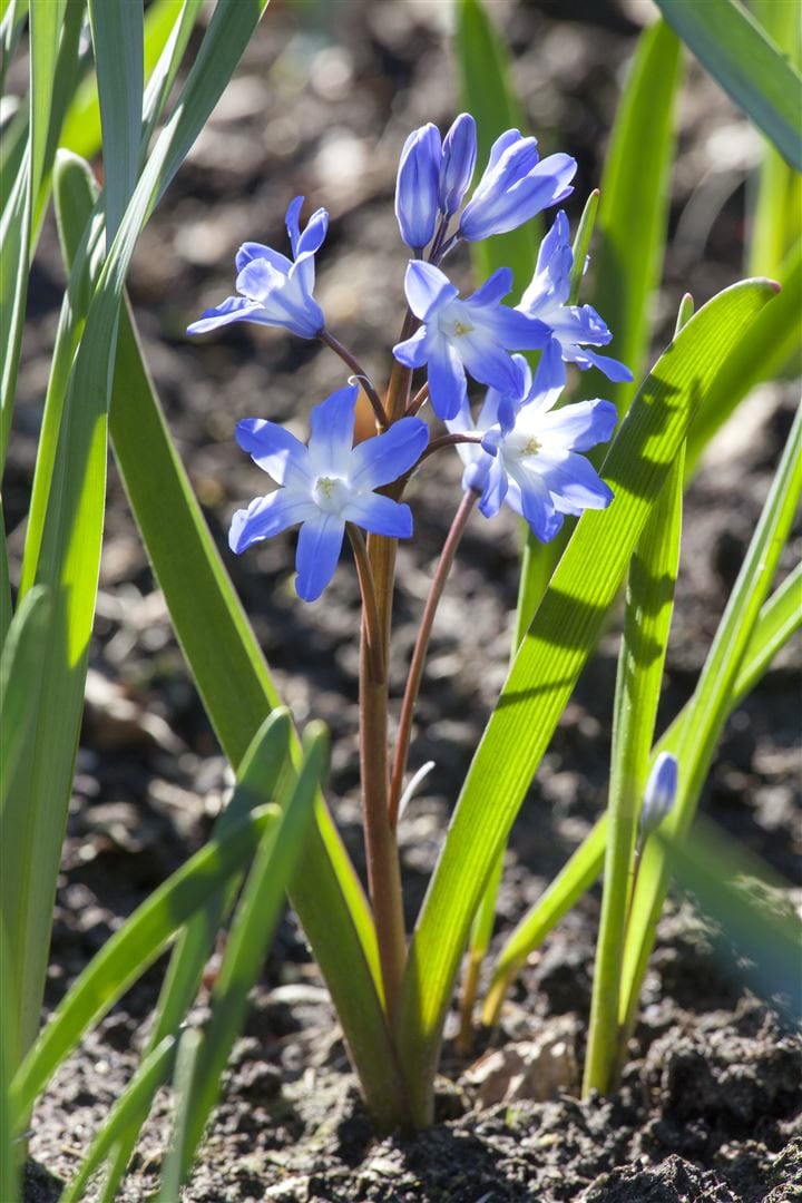 Scilla siberica, Blaustern, intensiv blau, ca. 9x9 cm Topf - Bild 1