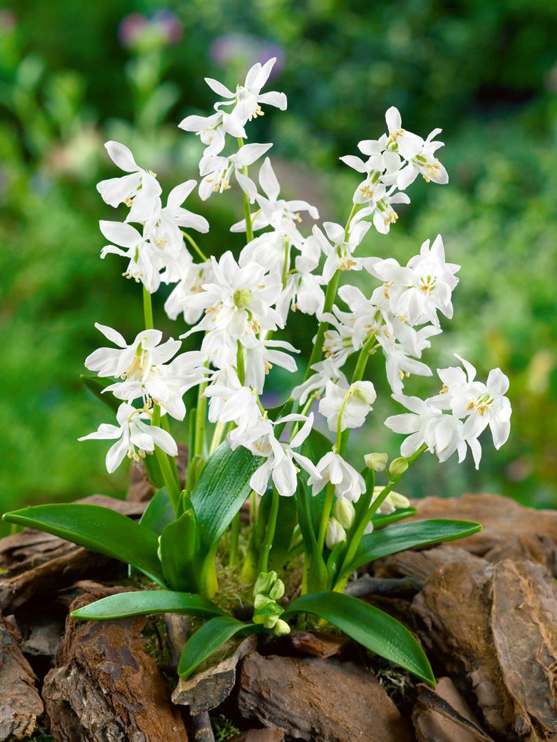Scilla siberica 'Alba', Blaustern, wei&szlig;, ca. 9x9 cm Topf - Bild 1