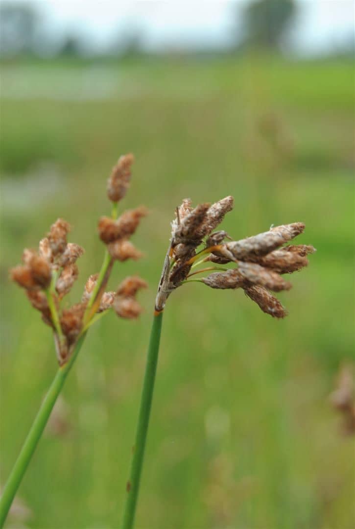 Scirpus lacustris, Teichbinse, ca. 9x9 cm Topf - Bild 1