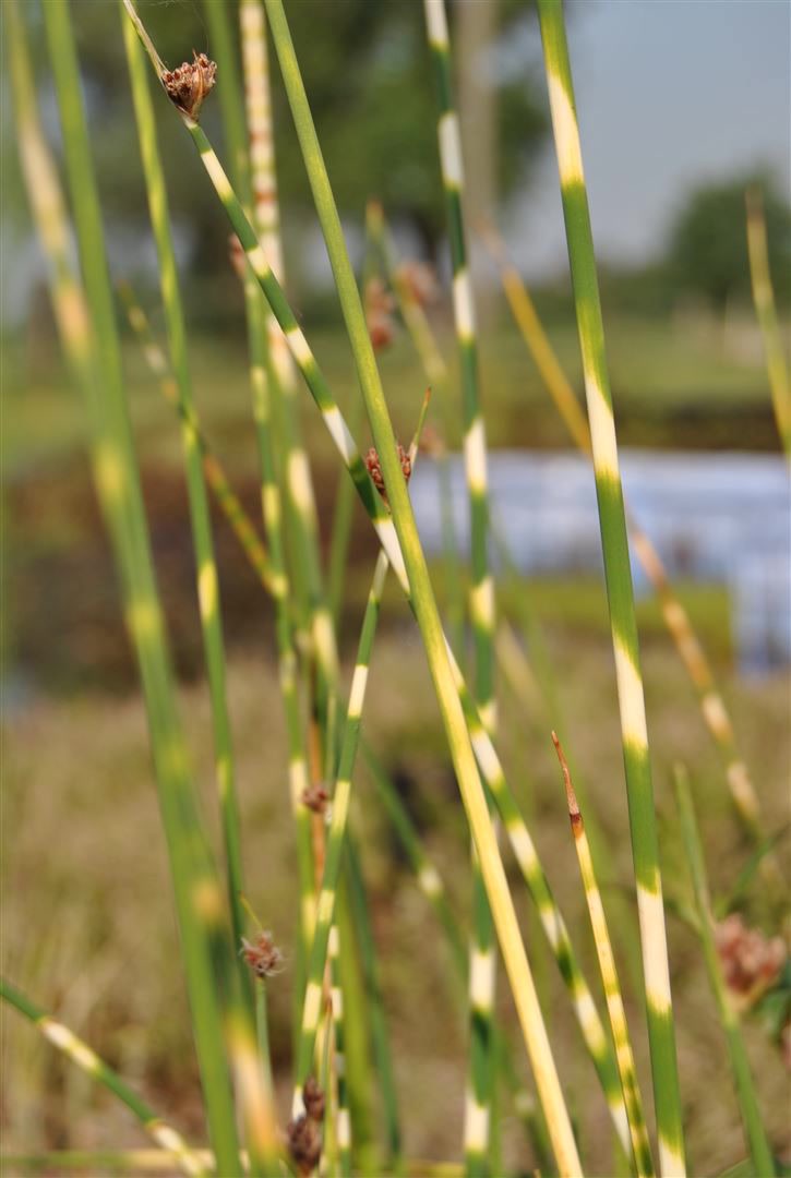 Scirpus lacustris tabernaemont. 'Zebrinus', gestreift, ca. 9x9 cm Topf - Bild 1