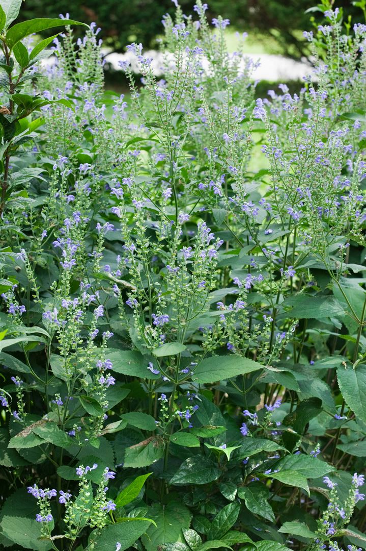 Scutellaria incana, Helmkraut, blauviolett, ca. 9x9 cm Topf - Bild 1