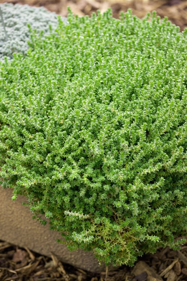 Sedum acre ‚Aureum‘, Mauerpfeffer, gelb, ca. 9×9 cm Topf | 04063654311065